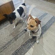 Home Owner wanting sitter in Melbourne, Victoria