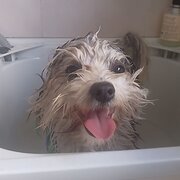 House Sitter - Experienced home/pet sitter.