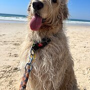 Home Owner wanting sitter in , Queensland