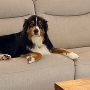 Home Owner wanting sitter in Salamander Bay, New South Wales