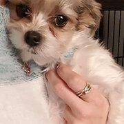 Home Owner wanting sitter in , Victoria