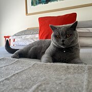 Home Owner wanting sitter in Adelaide, South Australia