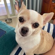 Home Owner wanting sitter in Townsville , Queensland