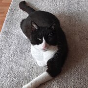 Home Owner wanting sitter in Perth , Western Australia
