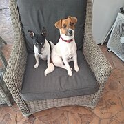 Home Owner wanting sitter in Hervey Bay, Queensland