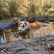Home Owner wanting sitter in Brisbane, Queensland