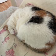 Home Owner wanting sitter in melbourne, Victoria