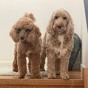 Home Owner wanting sitter in Maroochydore, Queensland