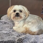 Home Owner wanting sitter in , Queensland