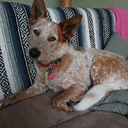 Home Owner wanting sitter in Tewantin, Queensland