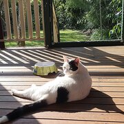 Home Owner wanting sitter in Brisbane, Queensland