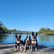 Home Owner wanting sitter in Gold Coast , Queensland