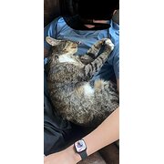 Home Owner wanting sitter in Melbourne, Victoria
