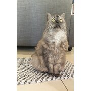 Home Owner wanting sitter in Brisbane, Queensland
