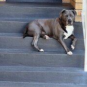 Home Owner wanting sitter in , New South Wales