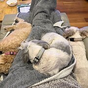 Home Owner wanting sitter in , New South Wales