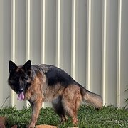 Home Owner wanting sitter in Rockingham , Western Australia
