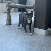 Home Owner wanting sitter in , Queensland