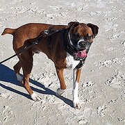 Home Owner wanting sitter in , New South Wales