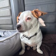 Home Owner wanting sitter in Adelaide , South Australia