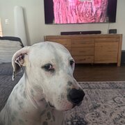 Home Owner wanting sitter in Brisbane, Queensland