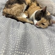 Home Owner wanting sitter in Canberra, Australian Capital Territory