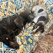 Home Owner wanting sitter in Mandurah, Western Australia