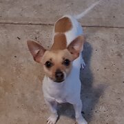 Home Owner wanting sitter in Adelaide, South Australia
