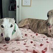 Home Owner wanting sitter in , Queensland