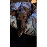 Home Owner wanting sitter in Perth, Western Australia