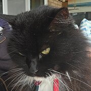 Home Owner wanting sitter in Perth, Western Australia