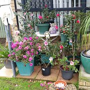 Home Owner wanting sitter in Brisbane, Queensland
