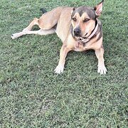 Home Owner wanting sitter in , Queensland