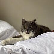 Home Owner wanting sitter in Melbourne, Victoria