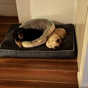 Home Owner wanting sitter in , New South Wales