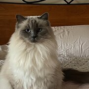 Home Owner wanting sitter in Busselton, Western Australia