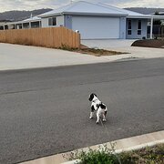 Home Owner wanting sitter in OLD BEACH, Tasmania