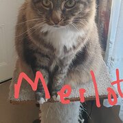 House Sitter - Nola