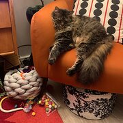 Home Owner wanting sitter in Perth, Western Australia