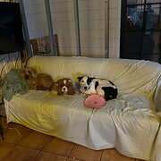 Home Owner wanting sitter in Darwin, Northern Territory