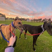 Home Owner wanting sitter in Adelaide , South Australia
