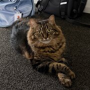 Home Owner wanting sitter in Brisbane, Queensland