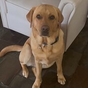 Home Owner wanting sitter in , Australian Capital Territory
