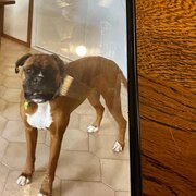 Home Owner wanting sitter in , Victoria