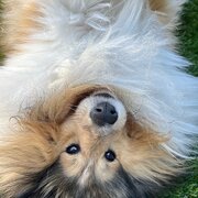 Home Owner wanting sitter in , Western Australia