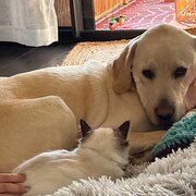 Home Owner wanting sitter in Melbourne, Victoria