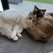 Home Owner wanting sitter in Gold Coast, Queensland