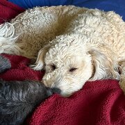 Home Owner wanting sitter in Canberra, New South Wales