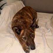 Home Owner wanting sitter in , Western Australia