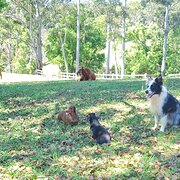 Home Owner wanting sitter in COFFS HARBOUR, New South Wales